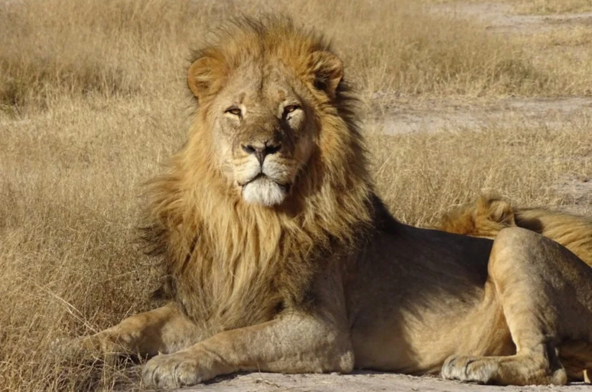 Great Guide Safaris Robins Fly Camp thumbnail 12